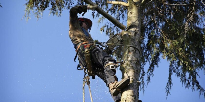 Alpinisti pentru toaletari si defrisari de copaci in Bucuresti