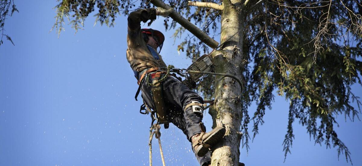 Alpinisti pentru toaletari si defrisari de copaci in Bucuresti